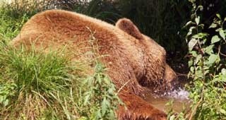 В резервата в Белица очакват три танцуващи мечки от Сърбия