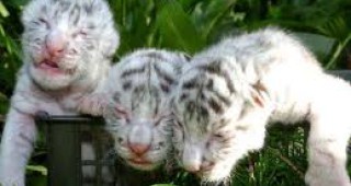 Русия дарява сибирски тигърчета на Южна Корея