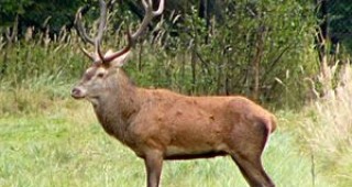 Разселват елени и муфлони на територията на ловните стопанства в Пазарджишко
