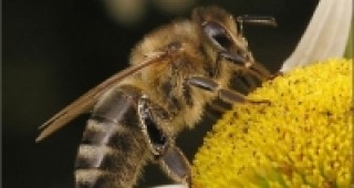 Два процента от българите се занимават с пчеларство