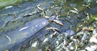 Откриха умряла риба в р. Ботуня