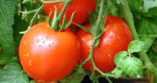 Българските домати са дефицитна стока на пазара заради по-студеното време тази пролет