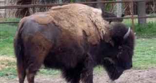 Два американски бизона са най-новите обитатели на Ловешкия зоопрак