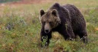 В Смолянско започнаха нападенията на мечки