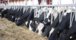 2618 кравеферми произвеждат 50% от млякото на пазара в страната