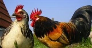 Случай на птичи грип е открит в Германия