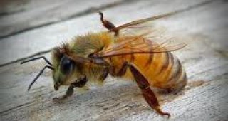 Масово измиране на пчели е регистрирано в Словения