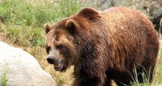 Обезщетение от 130 хил. лв. за семейството на мъж, убит от мечка