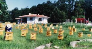 Масово умират пчелите в мездренското село Горна Бешовица