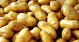 Фонд Земеделие изплати над 2 498 300 лева за подпомагане на картофопроизводството