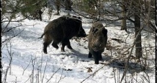6 прасета повали ловната дружина в Гъбене
