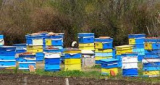 Масово измиране на пчели е регистрирано в Добричка област