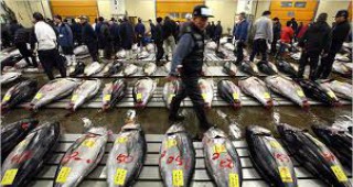 По югозападното крайбрежие на Испания започна сезонът за улов на риба тон
