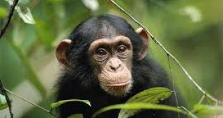 Шимпанзетата имат собствена идентичност