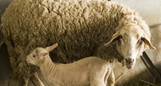 Овцевъди от Добруджа: Ниска е цената на агнетата, ликвидират се ферми