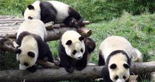 В Китай строят болница за панди