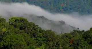Климатичните промени застрашават и редки видове в тропическите гори, твърдят учени