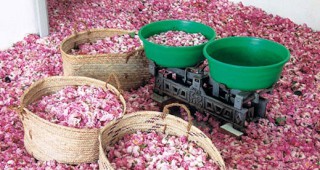 Тазгодишната кампания по прибирането на розовия цвят в Казанлъшко ще закъснее
