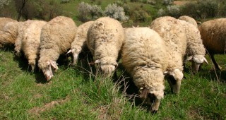 НСИ: В България се отделя до 3 пъти повече време за селскостопанска работа, отколкото в Европа