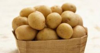 Фонд Земеделие отпуска 1 552 900 лева субсидия за купуване на посевен материал от картофи