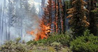 Горски пожари бушуват на близо 3500 хектара в Русия