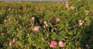 Около 500 дка по-малко рози са насадени тази година в Стрелча