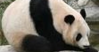 Създадоха карта на генома на пандата