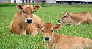 В МЗХ се състоя Консултативен съвет по животновъдство