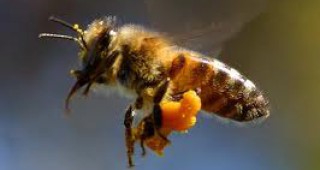 Антон Величков: Масовото измиране на пчели край Мездра не е заради пръскане с пестициди