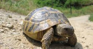 Спасиха 21 сухоземни костенурки в Хасково