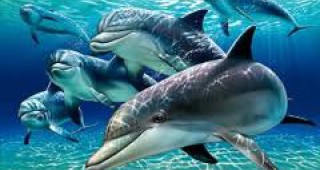 Руската прокуратура ще разследва смъртта на делфини в Черно море