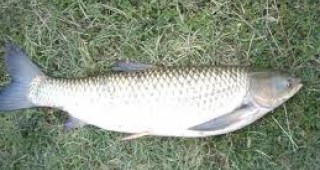 Откриха измряла риба в река Банска