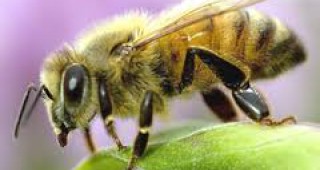 Клетъчните телефони убиват пчелите?
