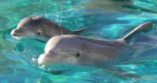 Устройство ще разпознава речта на делфините