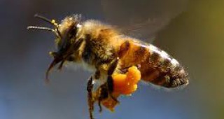 Масово измират пчелите в Молдова