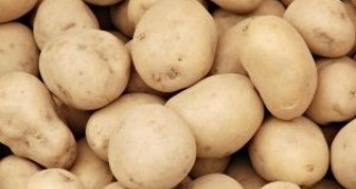 Международна година на картофа