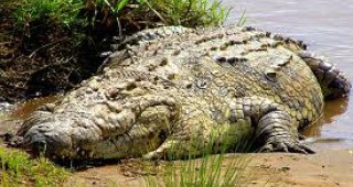 Крокодили едва не провалиха избори в ЮАР