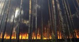 В Русия бушуват горски пожари