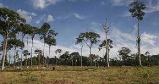 Бразилия ще вземе мерки за спиране на обезлесяването в Амазония