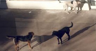 Румънците обсъждат съдбата на уличните кучета