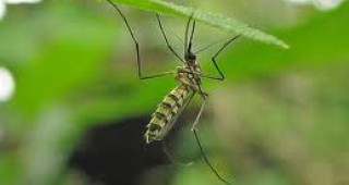 Бактерии предпазват комарите от малария