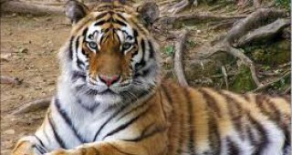 Предварителни данни сочат увеличаване на популацията на амурския тигър