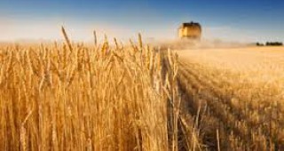 Цените на хлебната пшеница у нас отбелязаха известно повишение