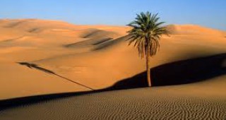 Чад гони пясъците на Сахара с хиляди нови дръвчета