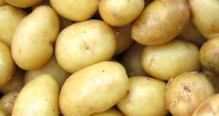 Фонд Земеделие финансира картофопроизводителите с над 3,4 милиона лева