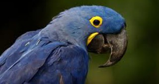 Търсят партньорка на рядък папагал в Парагвай