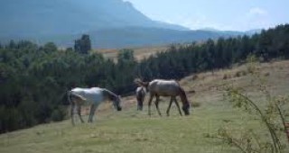 Свободно пашуващи коне създават проблеми в смолянското село Мугла