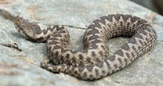 В България има 20 вида змии, шест от тях са отровни
