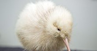 Бяло киви се роди в Нова Зеландия