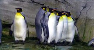 Най-големият басейн за пингвини в света отваря врати